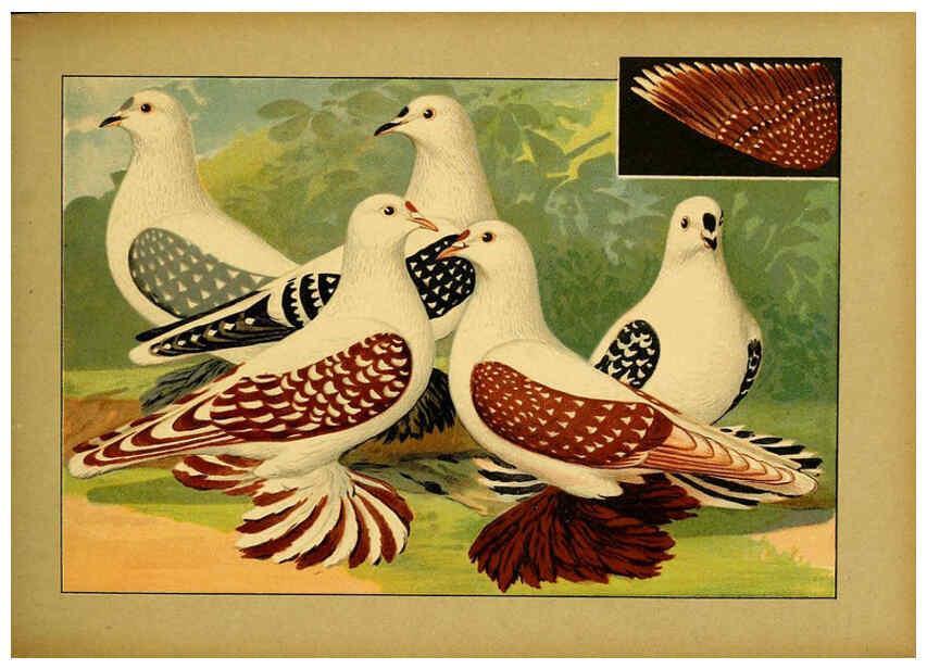Reproducción/Reproduction 6004675823: Illustriertes Prachtwerk sämtlicher Taubenrassen Würzburg,Königl. Universitätsdruckerei H. Stürtz a.g.[1906?] 