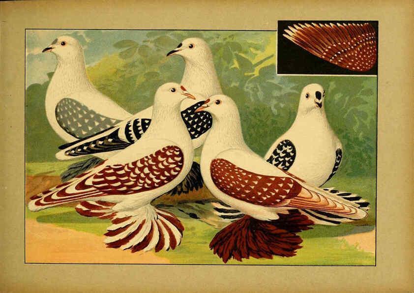 Reproducción/Reproduction 6004675823: Illustriertes Prachtwerk sämtlicher Taubenrassen Würzburg,Königl. Universitätsdruckerei H. Stürtz a.g.[1906?] 