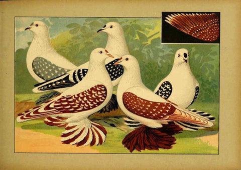 Reproducción/Reproduction 6004675823: Illustriertes Prachtwerk sämtlicher Taubenrassen Würzburg,Königl. Universitätsdruckerei H. Stürtz a.g.[1906?] 