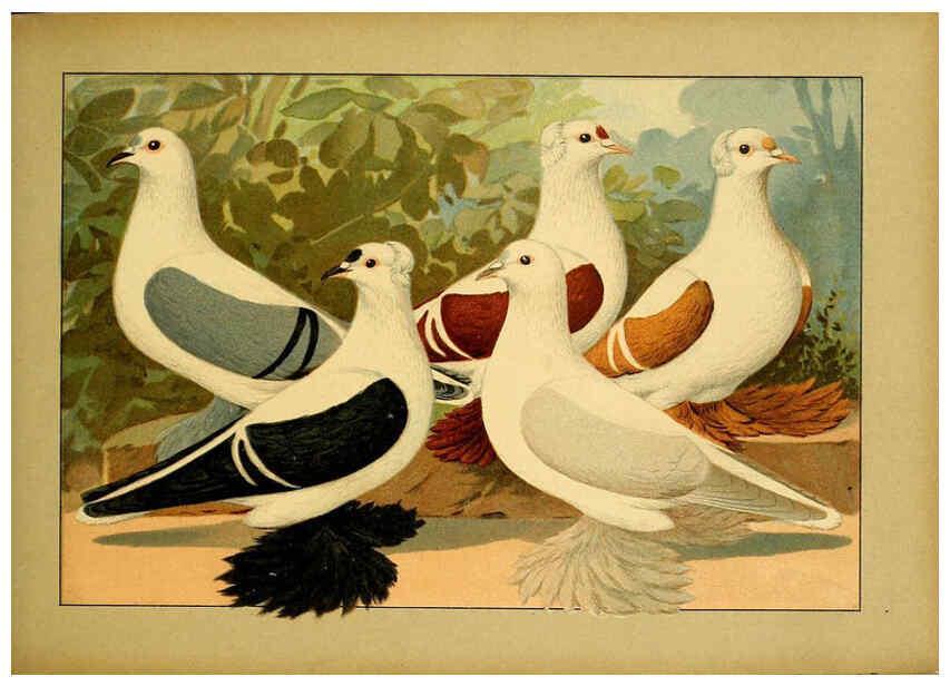 Reproducción/Reproduction 6004676029: Illustriertes Prachtwerk sämtlicher Taubenrassen Würzburg,Königl. Universitätsdruckerei H. Stürtz a.g.[1906?] 