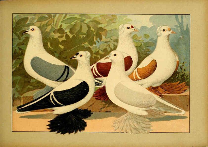 Reproducción/Reproduction 6004676029: Illustriertes Prachtwerk sämtlicher Taubenrassen Würzburg,Königl. Universitätsdruckerei H. Stürtz a.g.[1906?] 