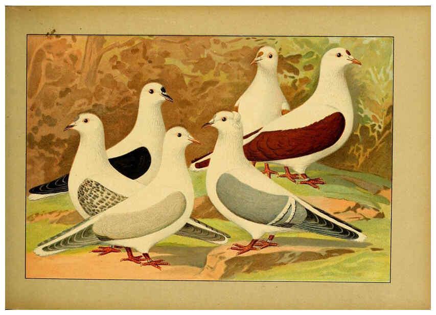 Reproducción/Reproduction 6004676251: Illustriertes Prachtwerk sämtlicher Taubenrassen Würzburg,Königl. Universitätsdruckerei H. Stürtz a.g.[1906?] 