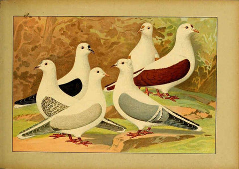 Reproducción/Reproduction 6004676251: Illustriertes Prachtwerk sämtlicher Taubenrassen Würzburg,Königl. Universitätsdruckerei H. Stürtz a.g.[1906?] 