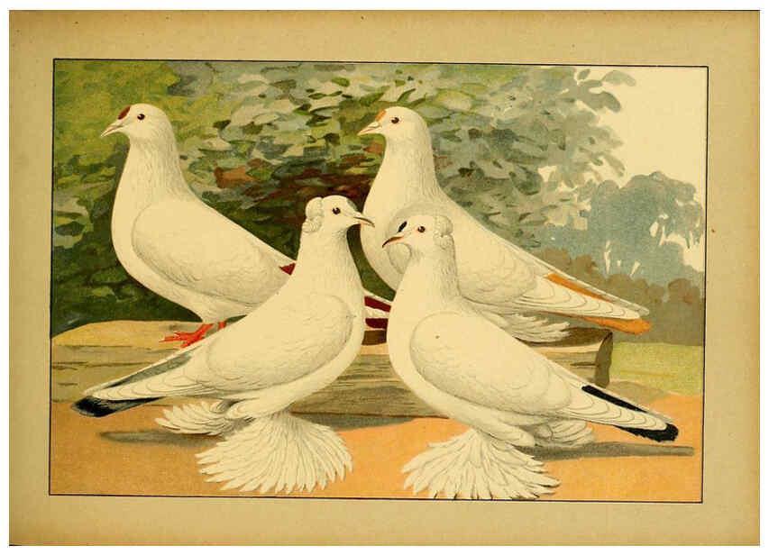 Reproducción/Reproduction 6004676375: Illustriertes Prachtwerk sämtlicher Taubenrassen Würzburg,Königl. Universitätsdruckerei H. Stürtz a.g.[1906?] 