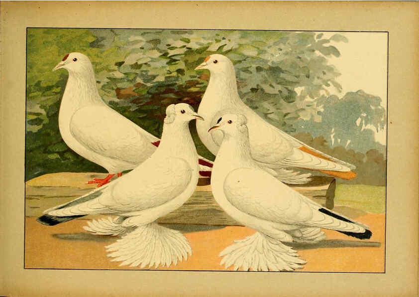 Reproducción/Reproduction 6004676375: Illustriertes Prachtwerk sämtlicher Taubenrassen Würzburg,Königl. Universitätsdruckerei H. Stürtz a.g.[1906?] 