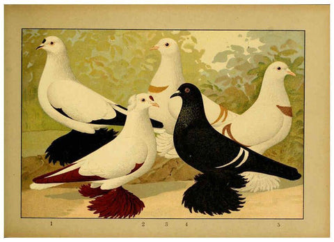 Reproducción/Reproduction 6004676483: Illustriertes Prachtwerk sämtlicher Taubenrassen Würzburg,Königl. Universitätsdruckerei H. Stürtz a.g.[1906?] 
