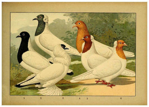 Reproducción/Reproduction 6004676629: Illustriertes Prachtwerk sämtlicher Taubenrassen Würzburg,Königl. Universitätsdruckerei H. Stürtz a.g.[1906?] 