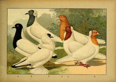 Reproducción/Reproduction 6004676629: Illustriertes Prachtwerk sämtlicher Taubenrassen Würzburg,Königl. Universitätsdruckerei H. Stürtz a.g.[1906?] 