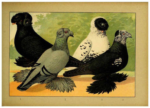 Reproducción/Reproduction 6005222832: Illustriertes Prachtwerk sämtlicher Taubenrassen Würzburg,Königl. Universitätsdruckerei H. Stürtz a.g.[1906?] 