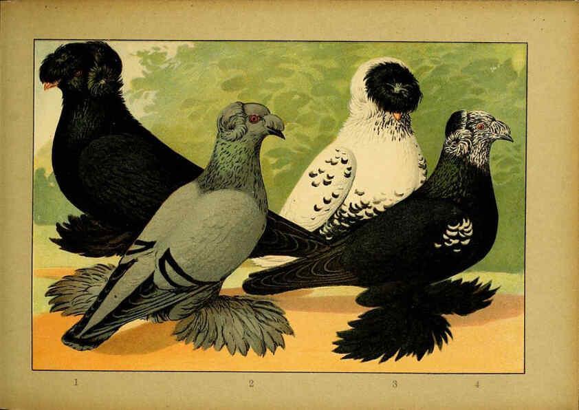 Reproducción/Reproduction 6005222832: Illustriertes Prachtwerk sämtlicher Taubenrassen Würzburg,Königl. Universitätsdruckerei H. Stürtz a.g.[1906?] 
