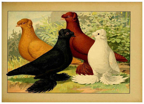 Reproducción/Reproduction 6004676887: Illustriertes Prachtwerk sämtlicher Taubenrassen Würzburg,Königl. Universitätsdruckerei H. Stürtz a.g.[1906?] 