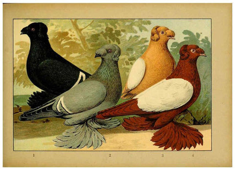 Reproducción/Reproduction 6004677031: Illustriertes Prachtwerk sämtlicher Taubenrassen Würzburg,Königl. Universitätsdruckerei H. Stürtz a.g.[1906?] 