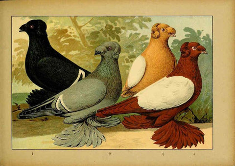 Reproducción/Reproduction 6004677031: Illustriertes Prachtwerk sämtlicher Taubenrassen Würzburg,Königl. Universitätsdruckerei H. Stürtz a.g.[1906?] 