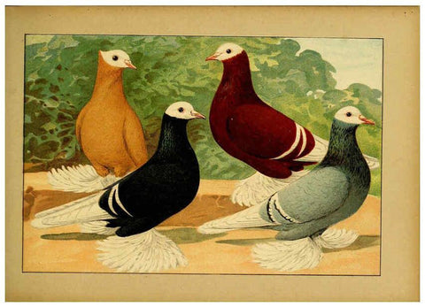 Reproducción/Reproduction 6004674511: Illustriertes Prachtwerk sämtlicher Taubenrassen Würzburg,Königl. Universitätsdruckerei H. Stürtz a.g.[1906?] 
