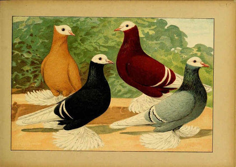 Reproducción/Reproduction 6004674511: Illustriertes Prachtwerk sämtlicher Taubenrassen Würzburg,Königl. Universitätsdruckerei H. Stürtz a.g.[1906?] 