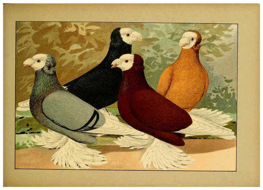 Reproducción/Reproduction 6005223202: Illustriertes Prachtwerk sämtlicher Taubenrassen Würzburg,Königl. Universitätsdruckerei H. Stürtz a.g.[1906?] 