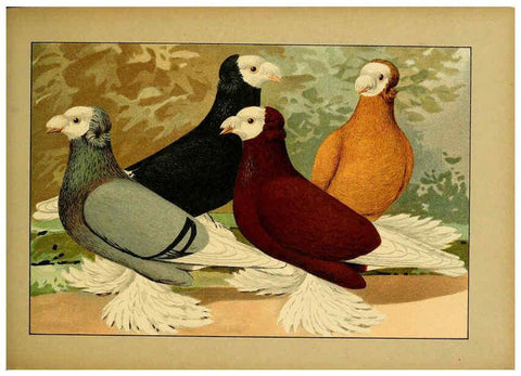 Reproducción/Reproduction 6005223202: Illustriertes Prachtwerk sämtlicher Taubenrassen Würzburg,Königl. Universitätsdruckerei H. Stürtz a.g.[1906?] 