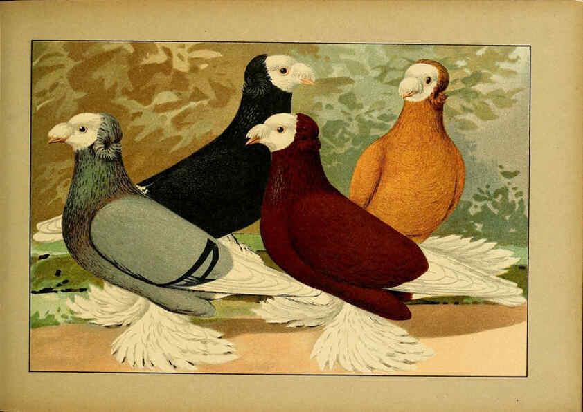 Reproducción/Reproduction 6005223202: Illustriertes Prachtwerk sämtlicher Taubenrassen Würzburg,Königl. Universitätsdruckerei H. Stürtz a.g.[1906?] 