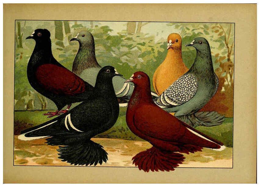 Reproducción/Reproduction 6004674375: Illustriertes Prachtwerk sämtlicher Taubenrassen Würzburg,Königl. Universitätsdruckerei H. Stürtz a.g.[1906?] 