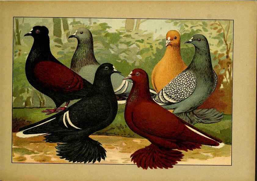 Reproducción/Reproduction 6004674375: Illustriertes Prachtwerk sämtlicher Taubenrassen Würzburg,Königl. Universitätsdruckerei H. Stürtz a.g.[1906?] 