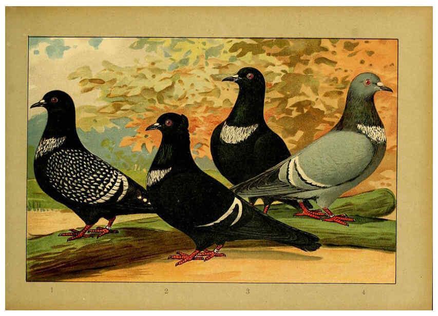 Reproducción/Reproduction 6005219924: Illustriertes Prachtwerk sämtlicher Taubenrassen Würzburg,Königl. Universitätsdruckerei H. Stürtz a.g.[1906?] 