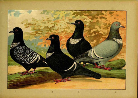 Reproducción/Reproduction 6005219924: Illustriertes Prachtwerk sämtlicher Taubenrassen Würzburg,Königl. Universitätsdruckerei H. Stürtz a.g.[1906?] 