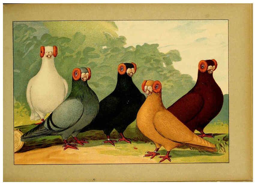 Reproducción/Reproduction 6005217216: Illustriertes Prachtwerk sämtlicher Taubenrassen Würzburg,Königl. Universitätsdruckerei H. Stürtz a.g.[1906?] 
