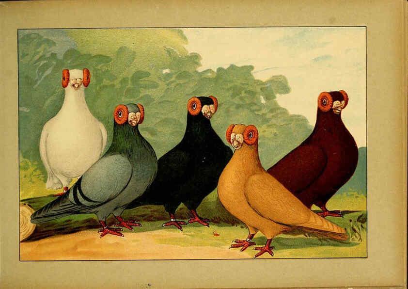Reproducción/Reproduction 6005217216: Illustriertes Prachtwerk sämtlicher Taubenrassen Würzburg,Königl. Universitätsdruckerei H. Stürtz a.g.[1906?] 