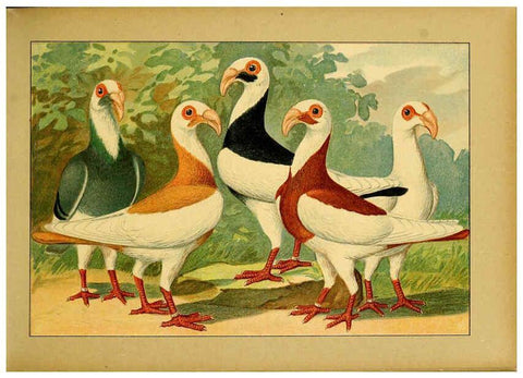 Reproducción/Reproduction 6004671421: Illustriertes Prachtwerk sämtlicher Taubenrassen Würzburg,Königl. Universitätsdruckerei H. Stürtz a.g.[1906?] 