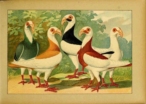 Reproducción/Reproduction 6004671421: Illustriertes Prachtwerk sämtlicher Taubenrassen Würzburg,Königl. Universitätsdruckerei H. Stürtz a.g.[1906?] 