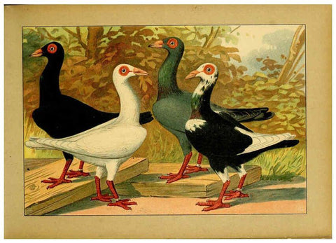 Reproducción/Reproduction 6004671535: Illustriertes Prachtwerk sämtlicher Taubenrassen Würzburg,Königl. Universitätsdruckerei H. Stürtz a.g.[1906?] 