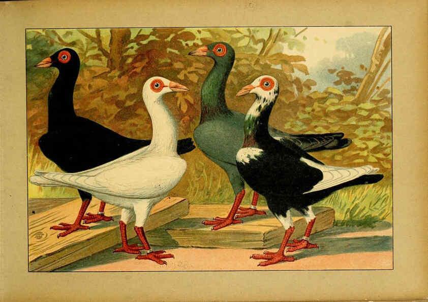 Reproducción/Reproduction 6004671535: Illustriertes Prachtwerk sämtlicher Taubenrassen Würzburg,Königl. Universitätsdruckerei H. Stürtz a.g.[1906?] 