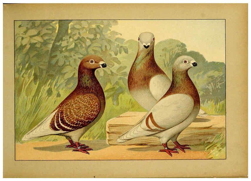 Reproducción/Reproduction 6005217696: Illustriertes Prachtwerk sämtlicher Taubenrassen Würzburg,Königl. Universitätsdruckerei H. Stürtz a.g.[1906?] 