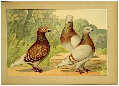 Reproducción/Reproduction 6005217696: Illustriertes Prachtwerk sämtlicher Taubenrassen Würzburg,Königl. Universitätsdruckerei H. Stürtz a.g.[1906?] 