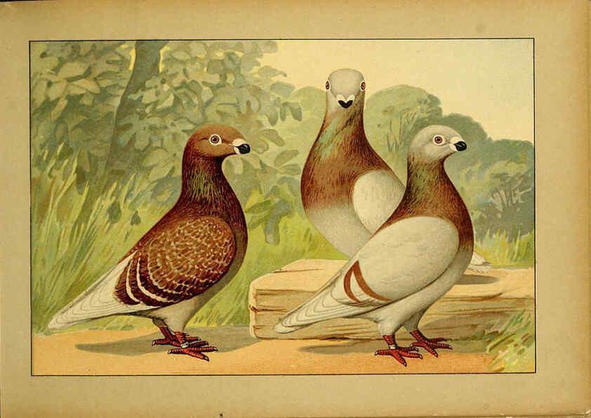 Reproducción/Reproduction 6005217696: Illustriertes Prachtwerk sämtlicher Taubenrassen Würzburg,Königl. Universitätsdruckerei H. Stürtz a.g.[1906?] 