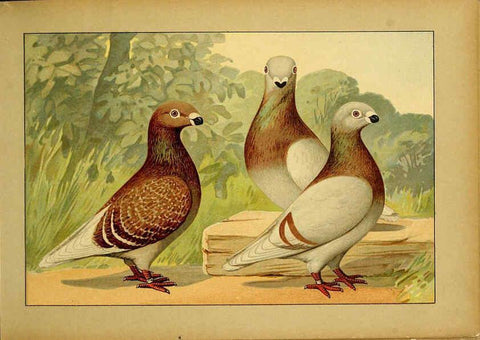 Reproducción/Reproduction 6005217696: Illustriertes Prachtwerk sämtlicher Taubenrassen Würzburg,Königl. Universitätsdruckerei H. Stürtz a.g.[1906?] 
