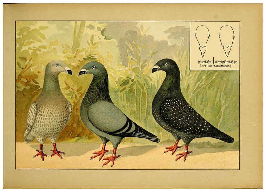 Reproducción/Reproduction 6004671827: Illustriertes Prachtwerk sämtlicher Taubenrassen Würzburg,Königl. Universitätsdruckerei H. Stürtz a.g.[1906?] 