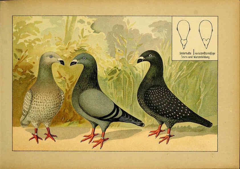 Reproducción/Reproduction 6004671827: Illustriertes Prachtwerk sämtlicher Taubenrassen Würzburg,Königl. Universitätsdruckerei H. Stürtz a.g.[1906?] 