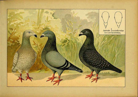 Reproducción/Reproduction 6004671827: Illustriertes Prachtwerk sämtlicher Taubenrassen Würzburg,Königl. Universitätsdruckerei H. Stürtz a.g.[1906?] 