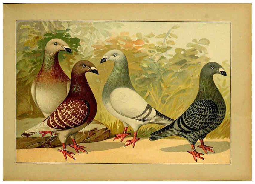 Reproducción/Reproduction 6004672041: Illustriertes Prachtwerk sämtlicher Taubenrassen Würzburg,Königl. Universitätsdruckerei H. Stürtz a.g.[1906?] 