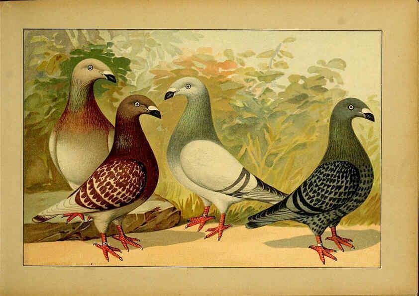 Reproducción/Reproduction 6004672041: Illustriertes Prachtwerk sämtlicher Taubenrassen Würzburg,Königl. Universitätsdruckerei H. Stürtz a.g.[1906?] 