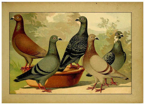 Reproducción/Reproduction 6004672243: Illustriertes Prachtwerk sämtlicher Taubenrassen Würzburg,Königl. Universitätsdruckerei H. Stürtz a.g.[1906?] 