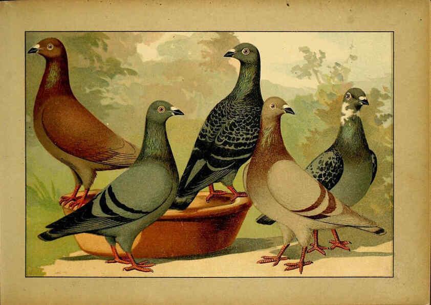 Reproducción/Reproduction 6004672243: Illustriertes Prachtwerk sämtlicher Taubenrassen Würzburg,Königl. Universitätsdruckerei H. Stürtz a.g.[1906?] 