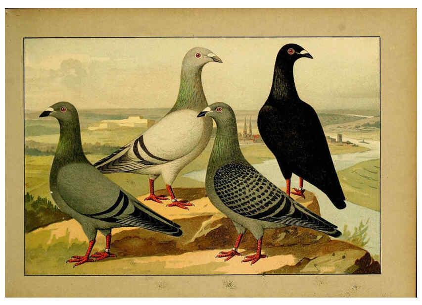Reproducción/Reproduction 6005218342: Illustriertes Prachtwerk sämtlicher Taubenrassen Würzburg,Königl. Universitätsdruckerei H. Stürtz a.g.[1906?] 