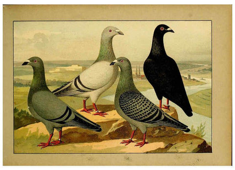 Reproducción/Reproduction 6005218342: Illustriertes Prachtwerk sämtlicher Taubenrassen Würzburg,Königl. Universitätsdruckerei H. Stürtz a.g.[1906?] 