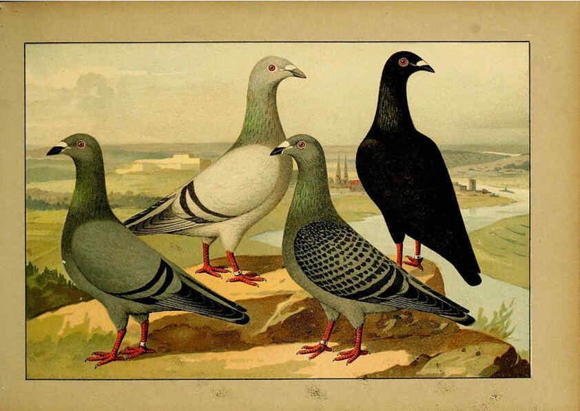 Reproducción/Reproduction 6005218342: Illustriertes Prachtwerk sämtlicher Taubenrassen Würzburg,Königl. Universitätsdruckerei H. Stürtz a.g.[1906?] 