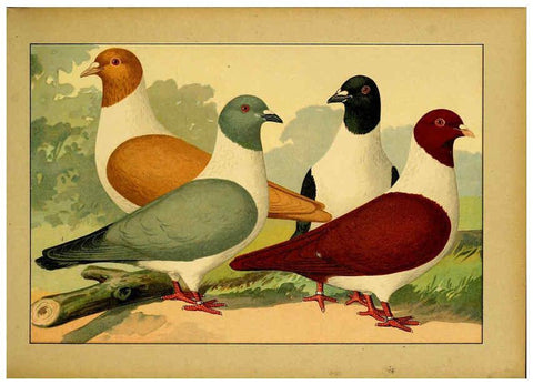 Reproducción/Reproduction 6004672525: Illustriertes Prachtwerk sämtlicher Taubenrassen Würzburg,Königl. Universitätsdruckerei H. Stürtz a.g.[1906?] 