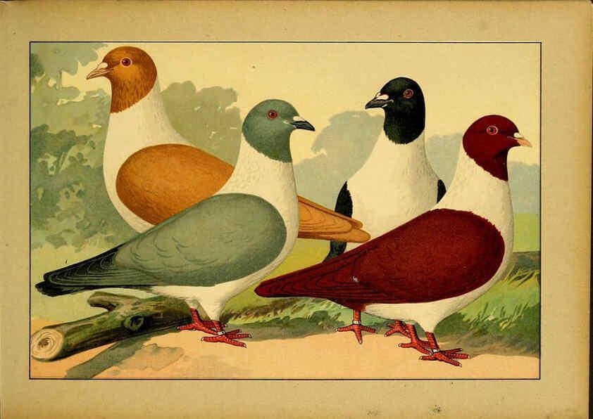 Reproducción/Reproduction 6004672525: Illustriertes Prachtwerk sämtlicher Taubenrassen Würzburg,Königl. Universitätsdruckerei H. Stürtz a.g.[1906?] 
