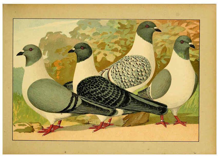 Reproducción/Reproduction 6004672641: Illustriertes Prachtwerk sämtlicher Taubenrassen Würzburg,Königl. Universitätsdruckerei H. Stürtz a.g.[1906?] 