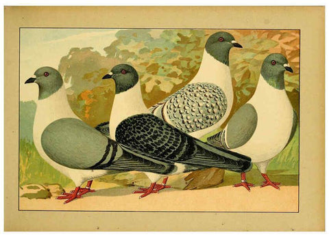 Reproducción/Reproduction 6004672641: Illustriertes Prachtwerk sämtlicher Taubenrassen Würzburg,Königl. Universitätsdruckerei H. Stürtz a.g.[1906?] 